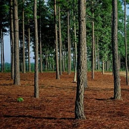 Independence Golf Club (Championship)