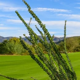 Desert Forest Golf Club