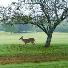 Baneberry Golf & Resort