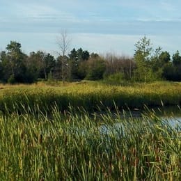 Pine View Golf Course (Championship)