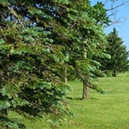 Shamrock Golf Course