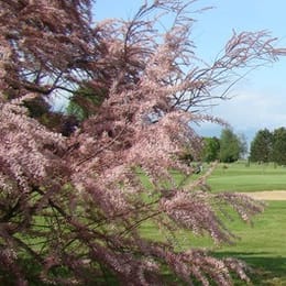 Golf Blue Green Villeray