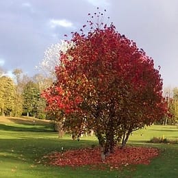 Golf du Château d'Humières