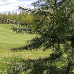 Greys Green Golf Course (Blue)