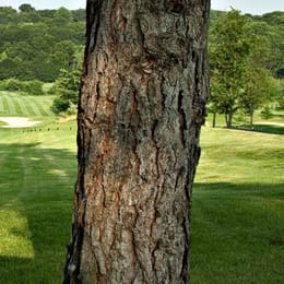 New York Country Club