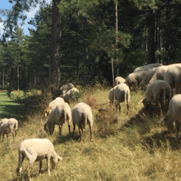 Noordwijkse Golfclub
