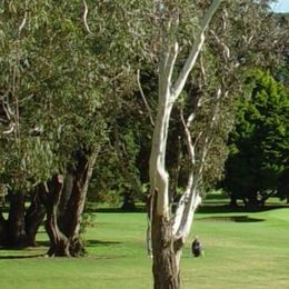 Maraenui Golf Club (Awatoto Public)