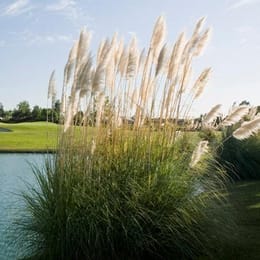 Old Ranch Country Club