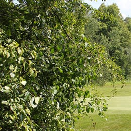 Crane Meadows Golf Course
