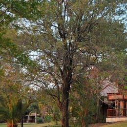 Mowana Safari Lodge & Spa - Chobe Golf Club