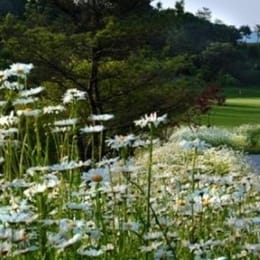 Bear Creek Golf Club Pocheon (Creek)