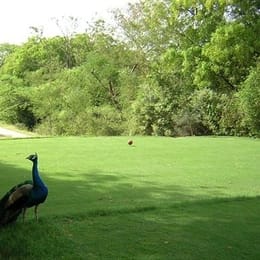 Delhi Golf Club (Peacock)