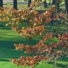 Wildcat Creek Golf Course