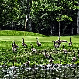 Club de Golf Verchères (Verchères)