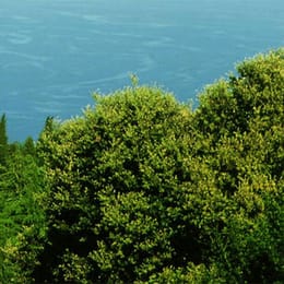 Monte-Carlo Golf Club