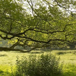 Golf Saint Apollinaire (Executive 9)