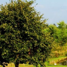 Golfpark Romantische Straße Dinkelsbühl