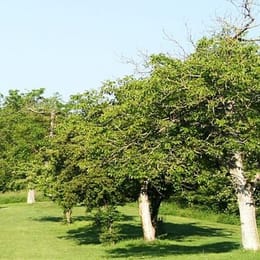 Golf Club Molitorov U Prahy