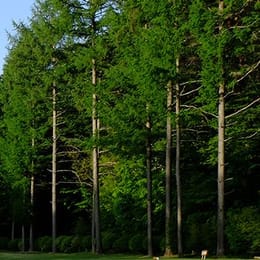 Fujizakura Country Club