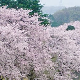 Hiratsuka Fujimi Country Club (Hiratsuka)