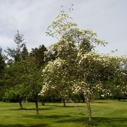 The Park Golf Course at Crown Isle