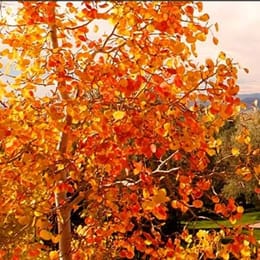 Quail Run Golf Course