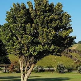 Castlepoint Golf Course