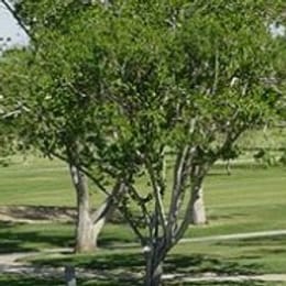 Tracy Golf & Country Club