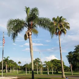 Caloosa Golf & Country Club