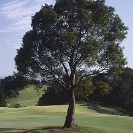 Fukuoka Pheasant Country Club