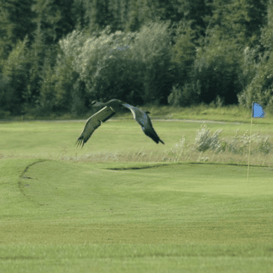 North Star Golf Club