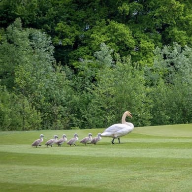 Golfclub de Lage Mors