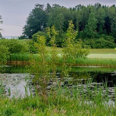 Golfclub Ennetsee - Golfpark Holzhäusern (Zugersee)