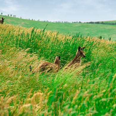 Growling Frog Golf Course