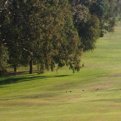 Northcote Golf Club