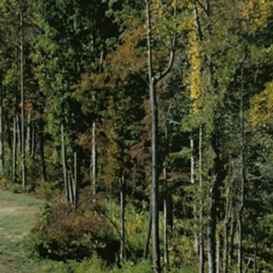 Woodmont Golf & Country Club