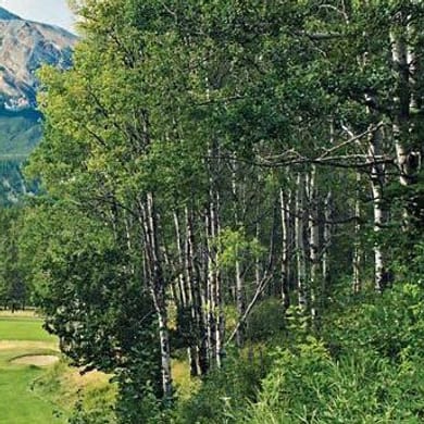 Fairmont Jasper Park Lodge Golf Club