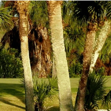 Misty Creek Country Club