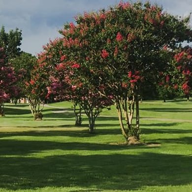 Cane Row Golf & Turf Club