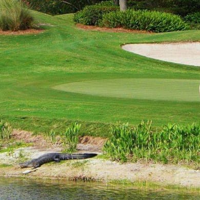 Cherry Blossom Golf Club