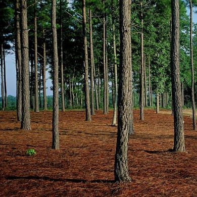 Independence Golf Club (Championship)