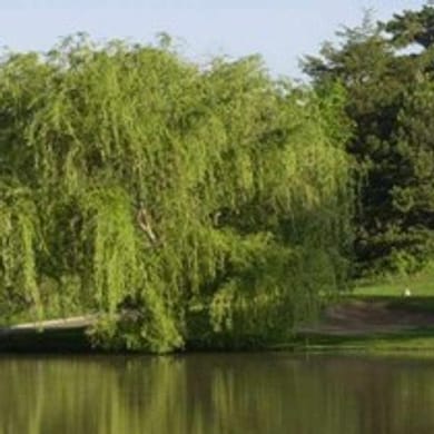 Big Creek Golf Course