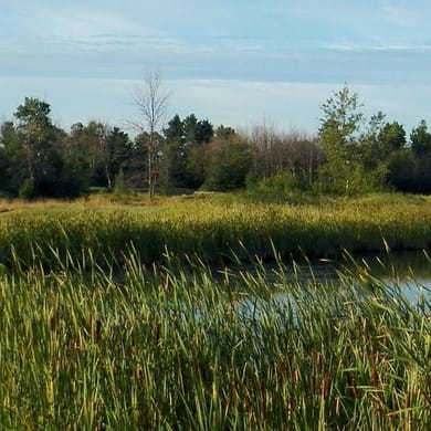 Pine View Golf Course (Championship)