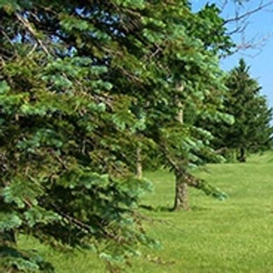 Shamrock Golf Course