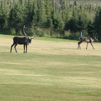 Kenai Golf Course