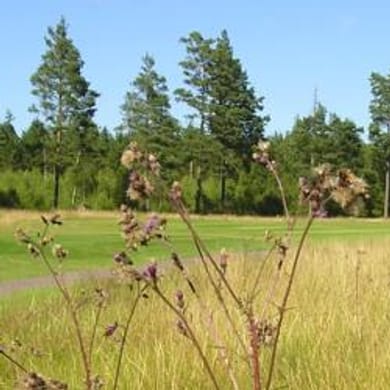 Alvesta Golfklubb
