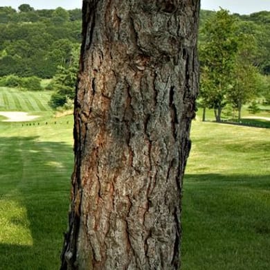 New York Country Club