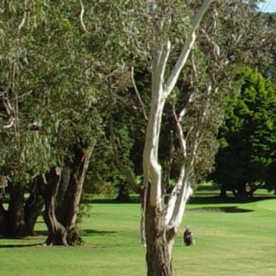 Maraenui Golf Club (Awatoto Public)