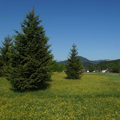 Golfclub Wilder Kaiser