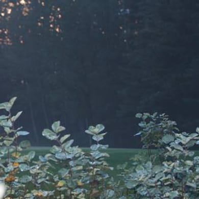 The Creek Golf & Country Club